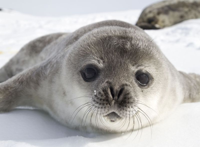 Poolexpeditie Antarctica - Drake Passage - Beagle Channel - Zuidelijke Shetlandeilanden - migratie walvissen